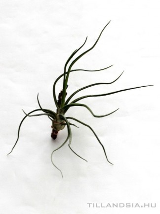 Tillandsia bulbosa
