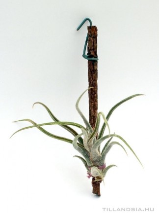 Tillandsia pruinosa- szilfán