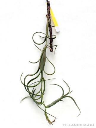 Tillandsia intermedia 01.