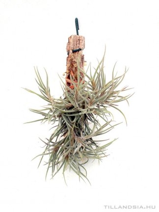 Tillandsia dependens