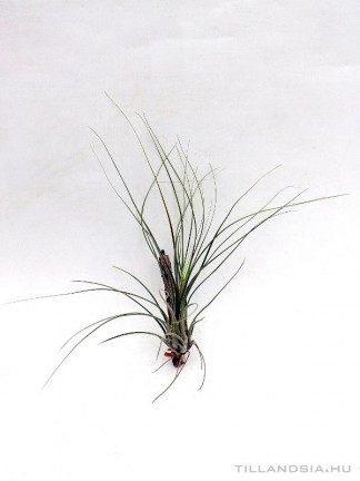 Tillandsia disticha