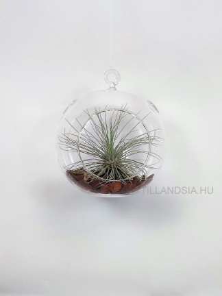 Tillandsia fuchsii forma gracilis üveggömbben