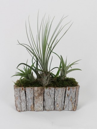 Tillandsia kompozició fa kosárban