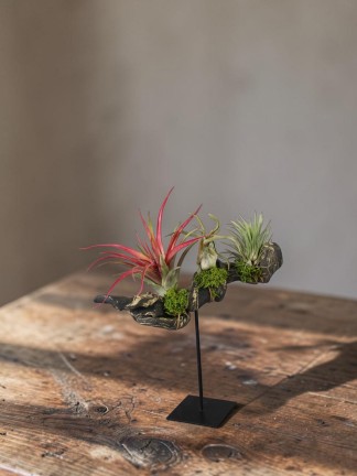 Tillandsia lakásdekoráció