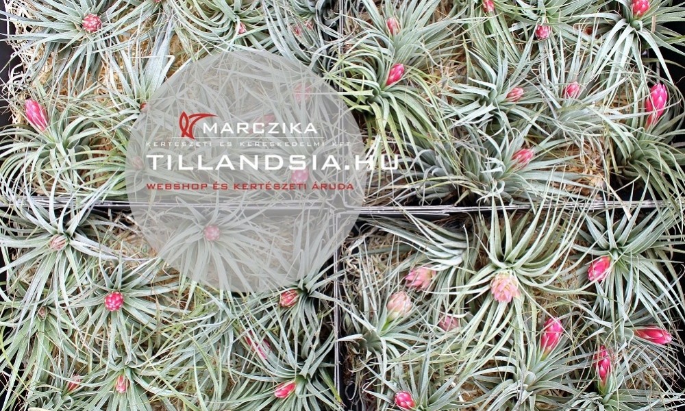 Virágzó tillandsiák - őrült airplant színek