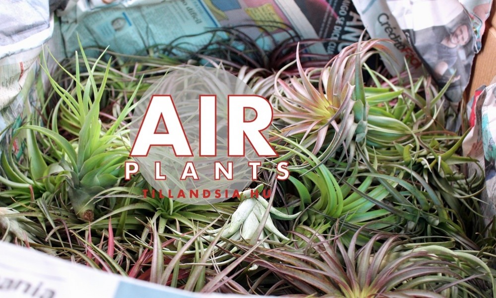 Tillandsia sarjakkal kezdődik minden. Mindig keresgélj a kötözetlenek között!