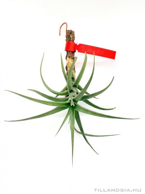 Tillandsia aeranthos- szilfán