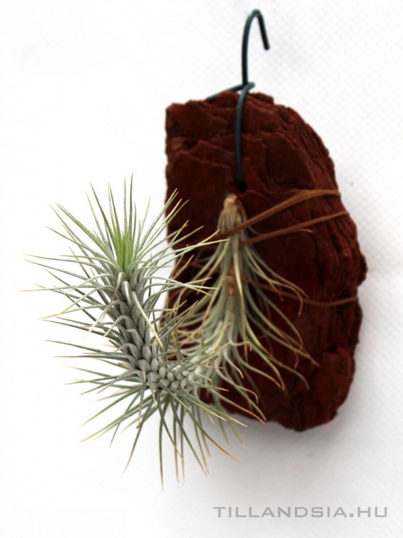 Tillandsia funckiana- szilfán