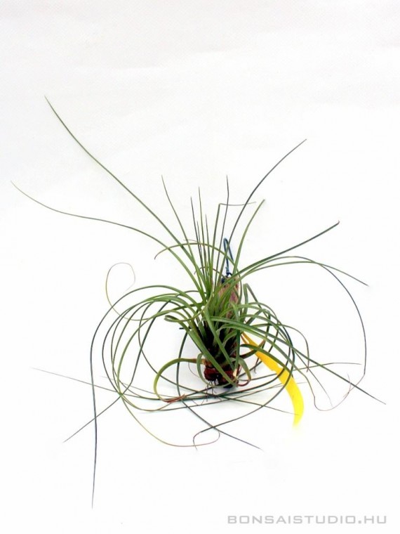 Tillandsia melanocrater var. tricolor- szilfán