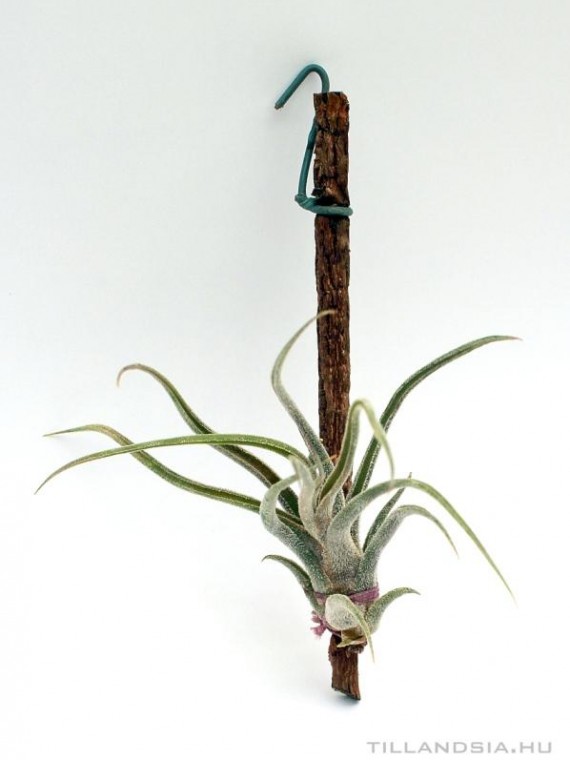 Tillandsia pruinosa- szilfán