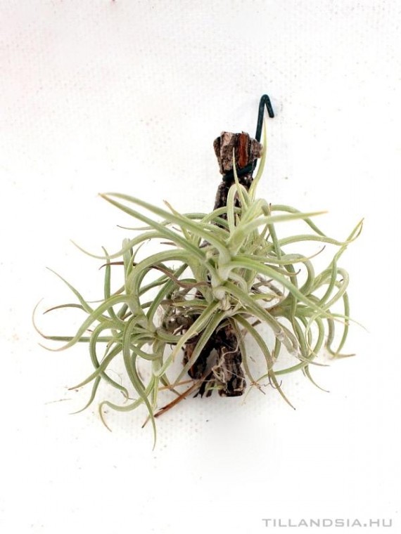 Tillandsia retorta- szilfán