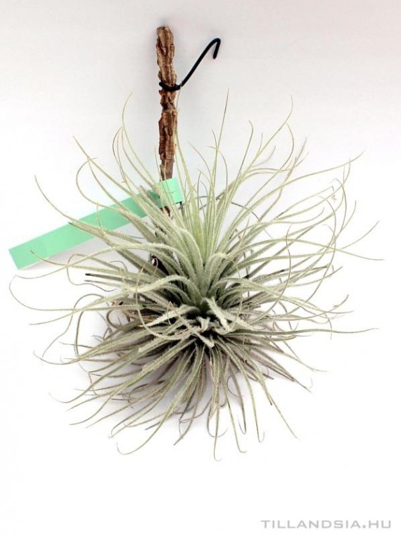 Tillandsia tectorum