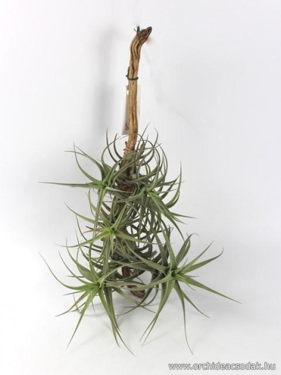 Tillandsia aeranthos 01.