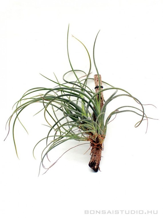 Tillandsia baileyi 01.