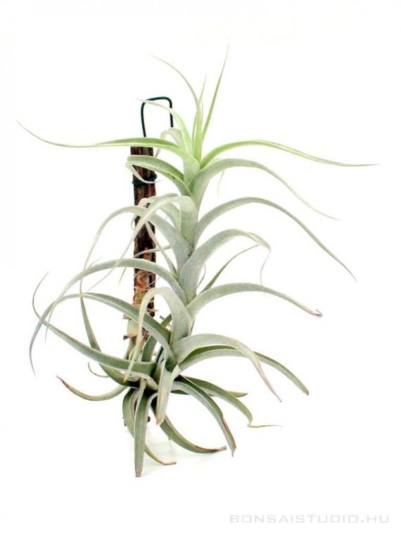 Tillandsia albida 02.