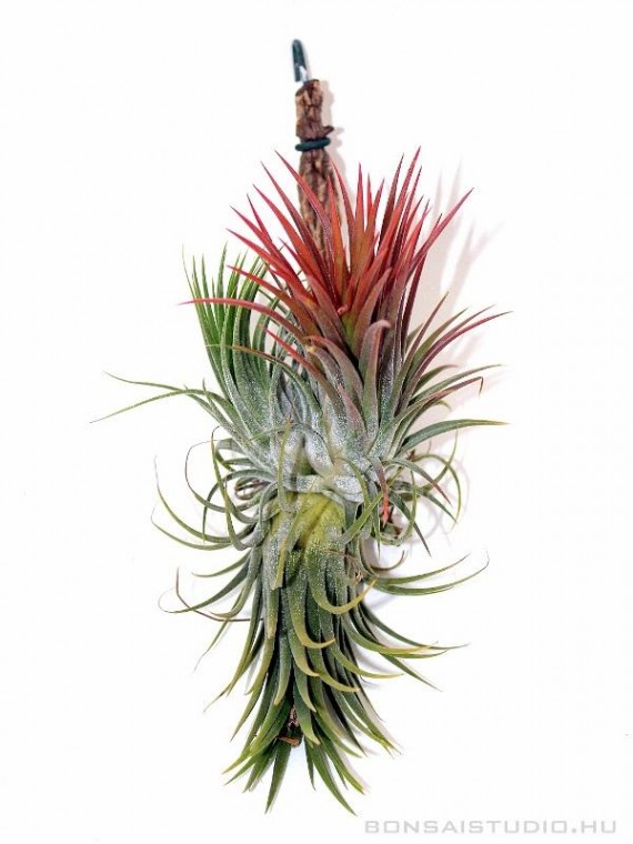 Tillandsia ionantha var ionantha telep 01.