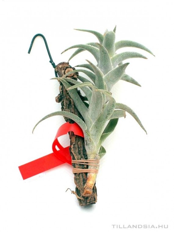 Tillandsia edithae