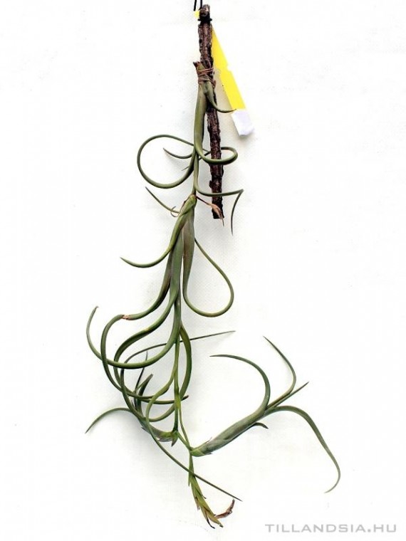 Tillandsia intermedia 01.