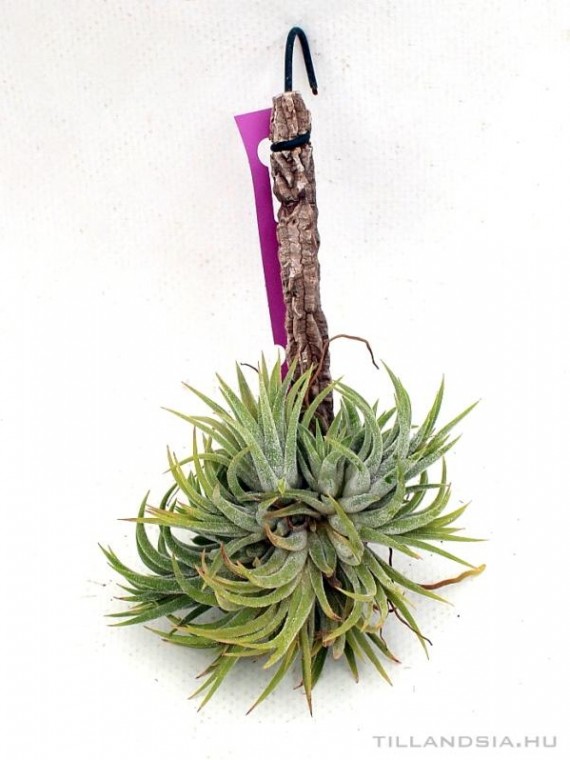 Tillandsia ionantha telep 02.