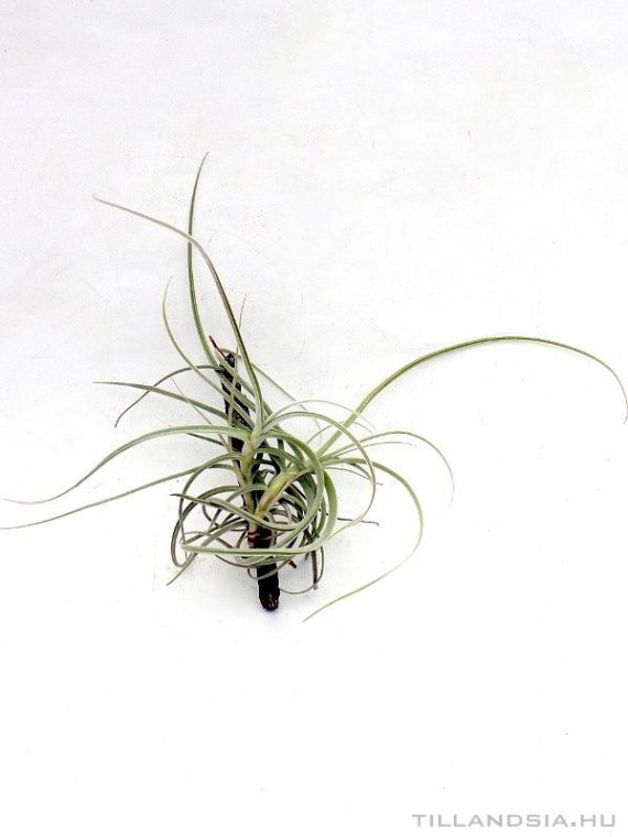 Tillandsia caliginosa x crocata