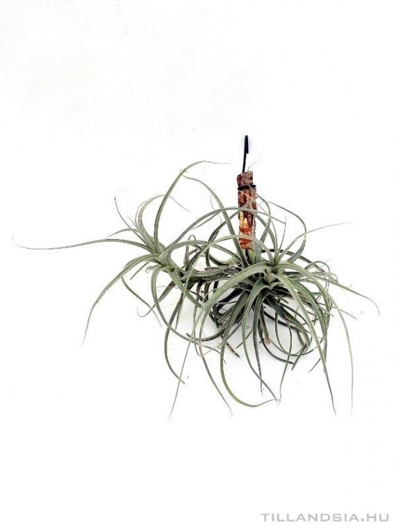 Tillandsia straminea x mallemontii