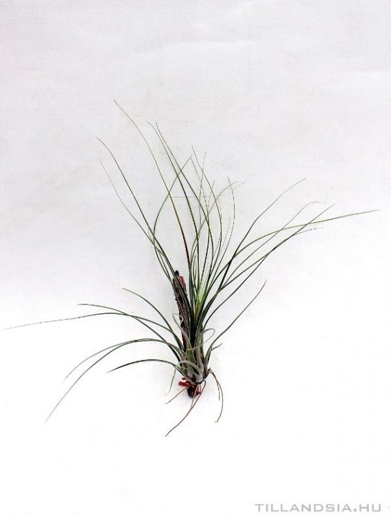 Tillandsia disticha