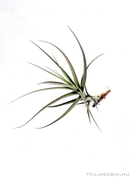 Tillandsia buchlochii