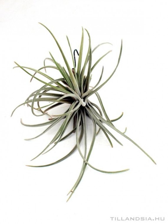 Tillandsia guererroensis