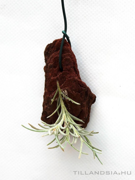 Tillandsia capillaris 2