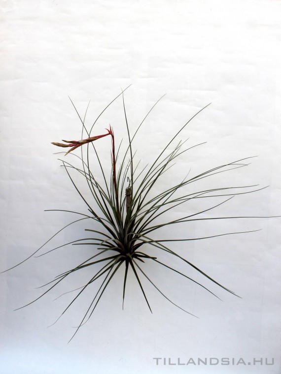 Tillandsia hammerii