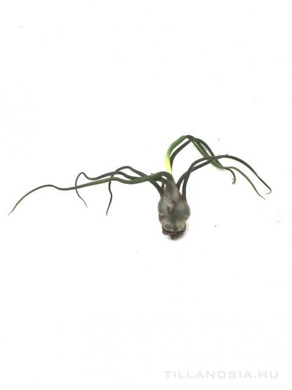 Tillandsia bulbosa - kötözetlen