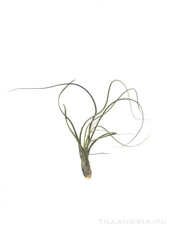 Tillandsia butzii S - kötözetlen