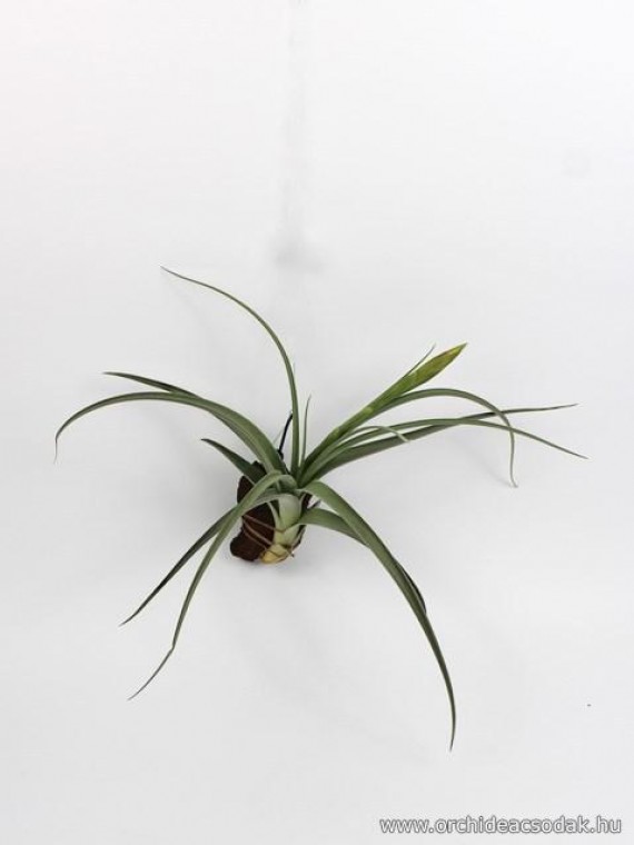 Tillandsia bermejoensis