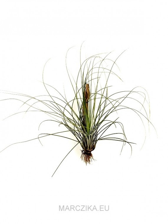 Tillandsia juncea L 02.