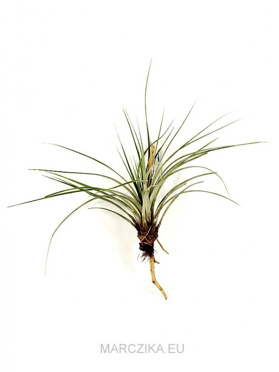 Tillandsia fasciculata XL 02.