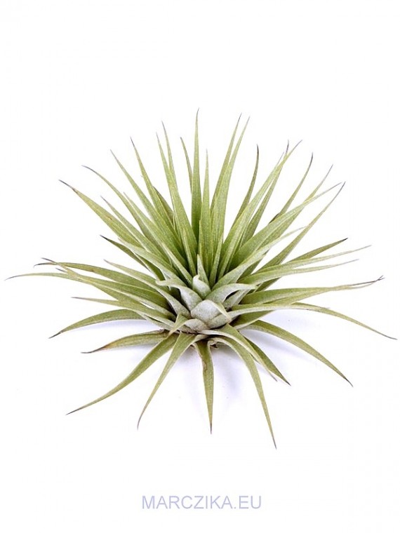 Tillandsia espinosae M