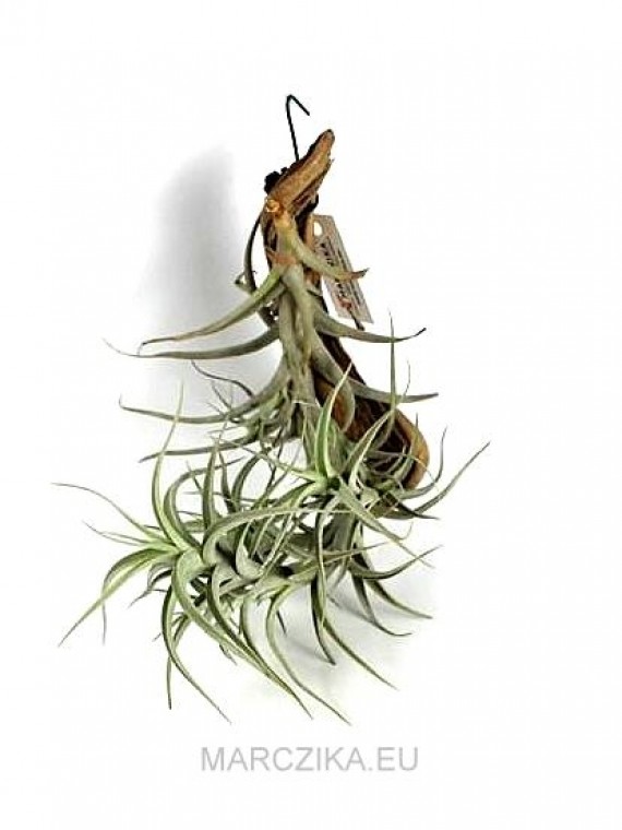 Tillandsia albida 012.