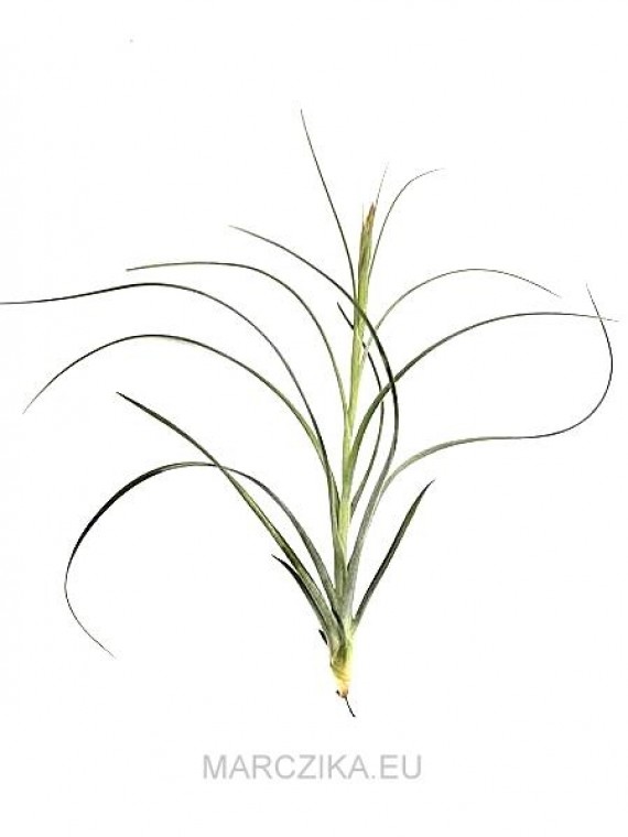 Tillandsia baileyi