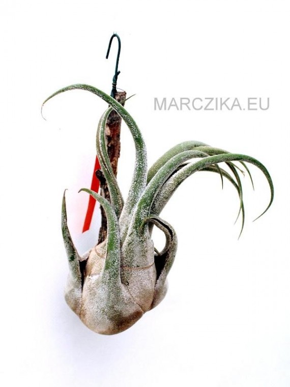 Tillandsia seleriana XL