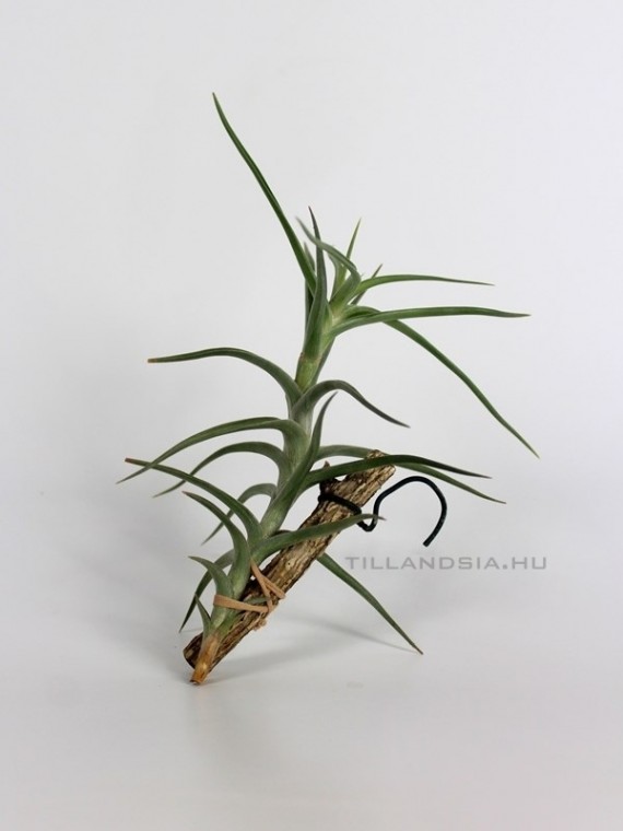 Tillandsia diaguitensis