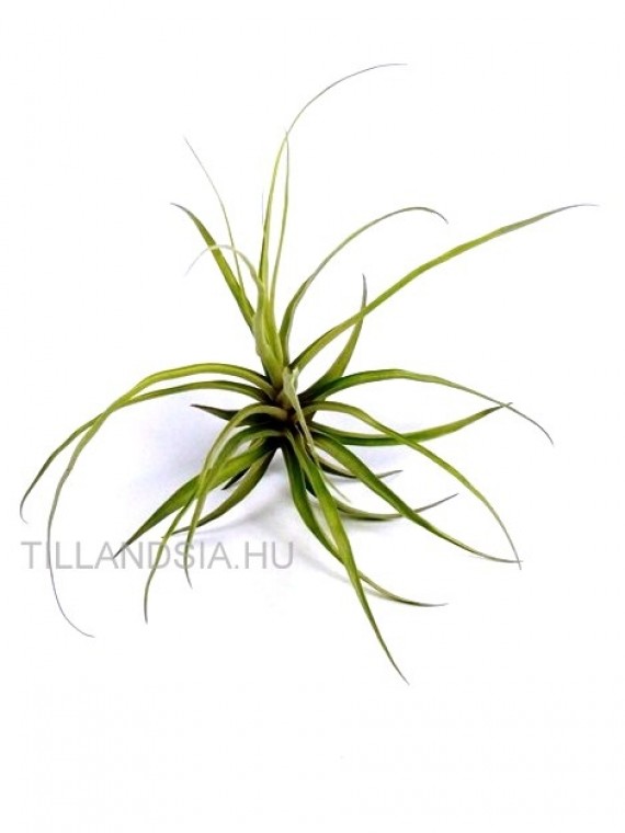 Tillandsia somnians