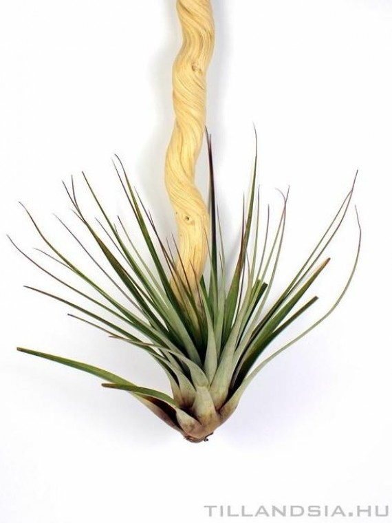 Tillandsia fasciculata 02.
