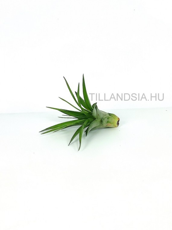 Tillandsia brachycaulos - kötözetlen