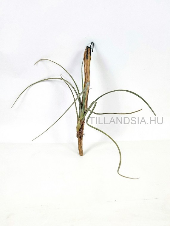 Tillandsia baileyi