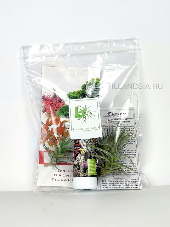 Ephiphyte pack 02. -  3 pcs with tillandsia and nutrient solution