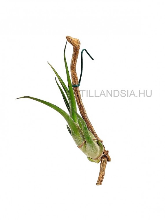 Tillandsia caput-medusae