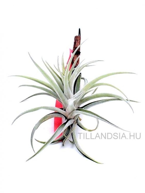 Tillandsia harrisii- szilfán