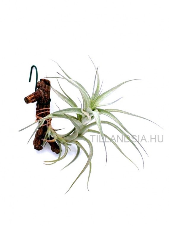 Tillandsia albida 01.