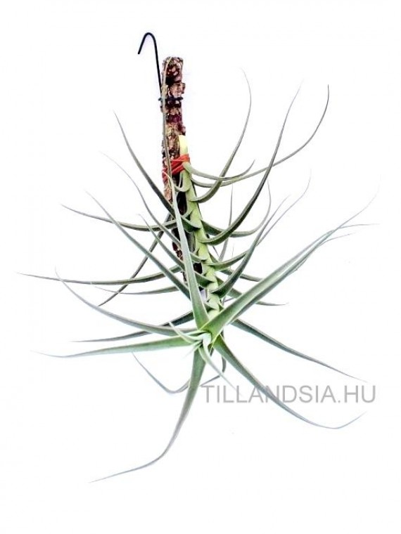 Tillandsia arhiza