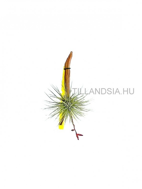 Tillandsia argentea